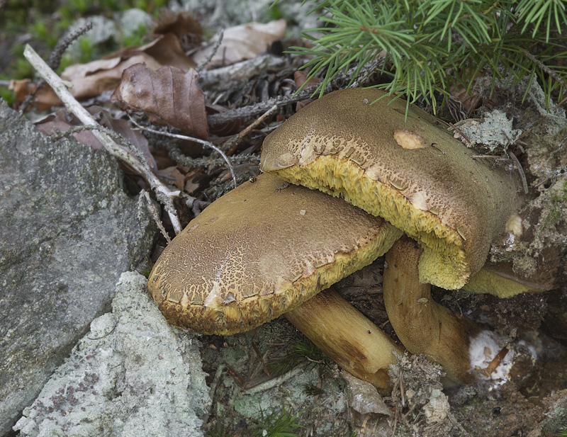 Xerocomus ferrugineus